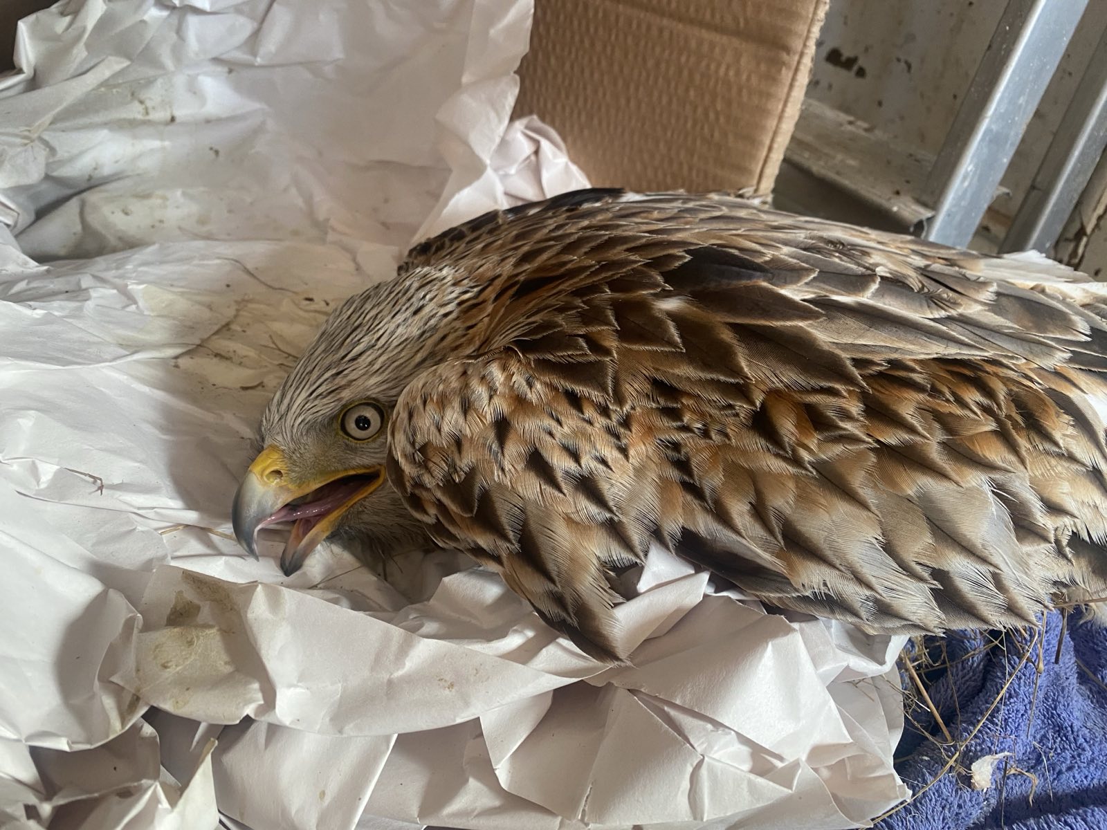 Injured red kite